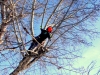 winter pruning