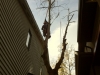 Dead tree removal with highline system
